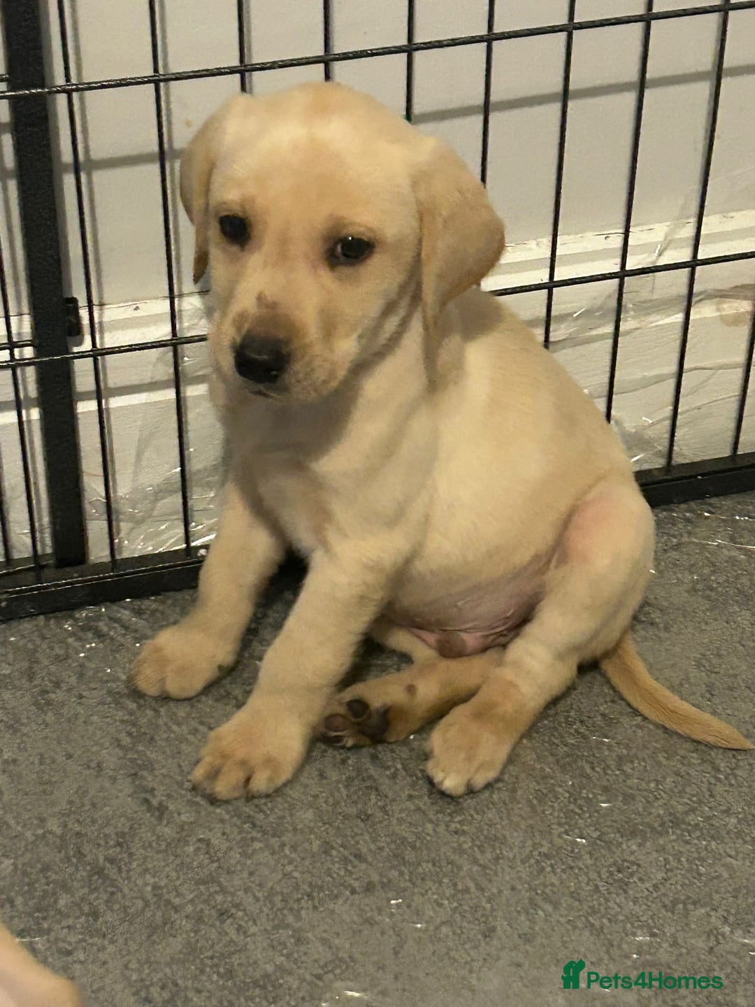Labrador Retriever dogs for sale: Golden Labrador puppy’s  - Image 2