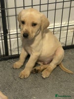 Labrador Retriever dogs - Advert 11