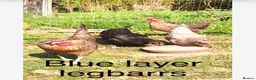 Mixed Breed poultry for sale: Mixed flock of chicken, ducks and geese  - Advert 7