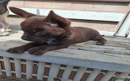 Mixed Breed dogs for sale: Chihuahua/Mix Boy Puppy for sale - Image 4