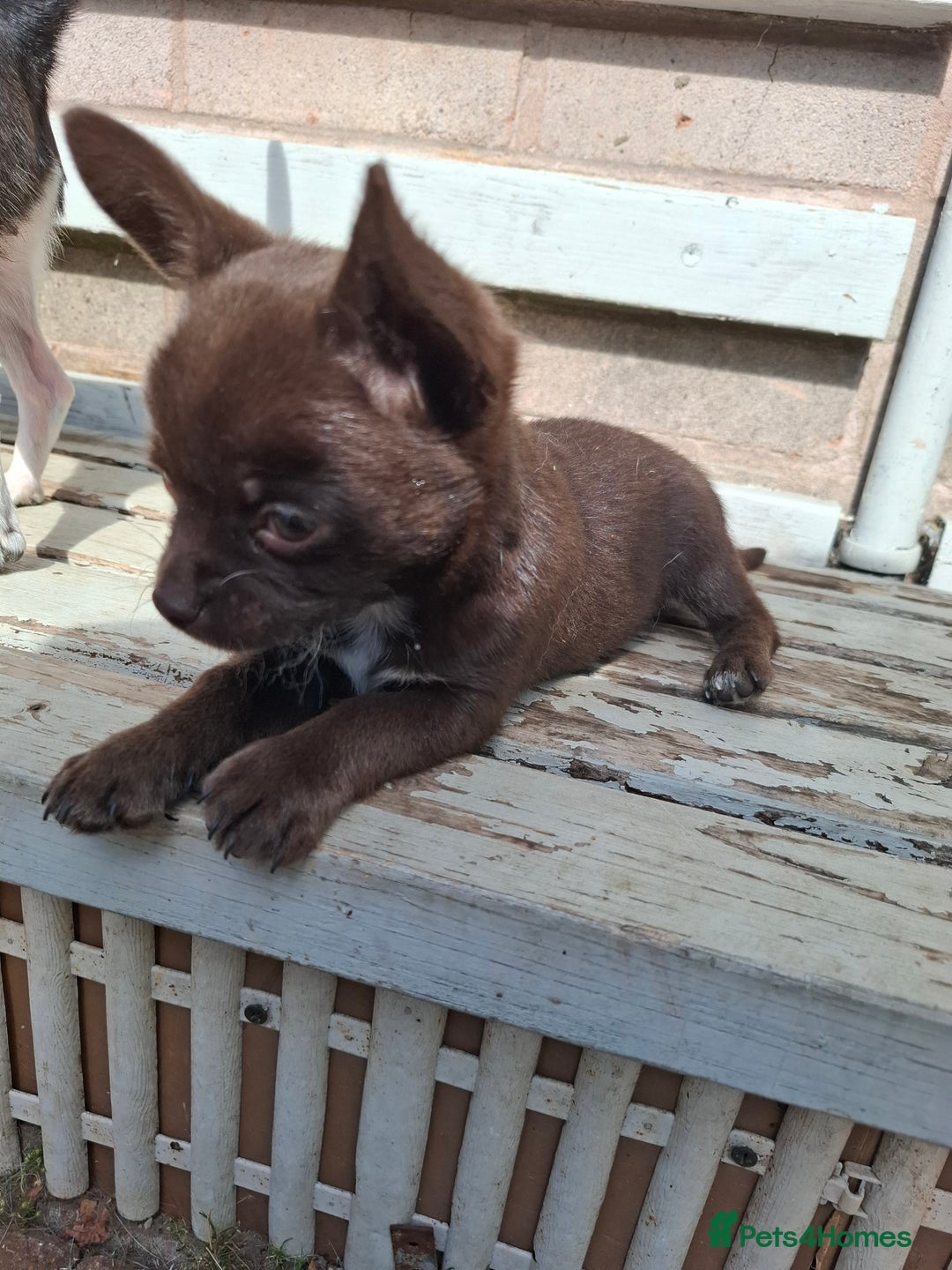 Mixed Breed dogs for sale: Chihuahua/Mix Boy Puppy for sale - Image 4