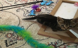 Pixie Bob cats for sale: Cute tabby kitten  - Image 3