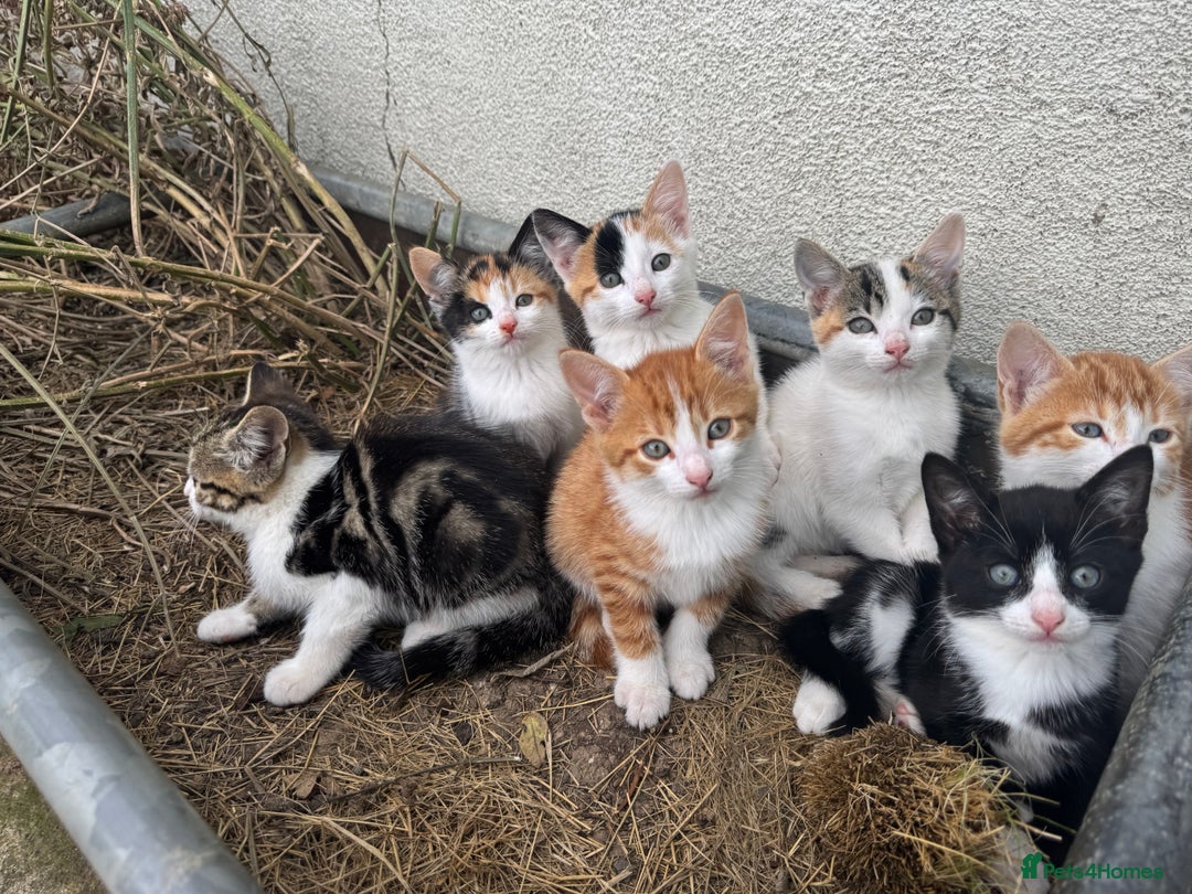 Mixed Breed cats for sale: Gorgeous kittens for Sale - Image 2