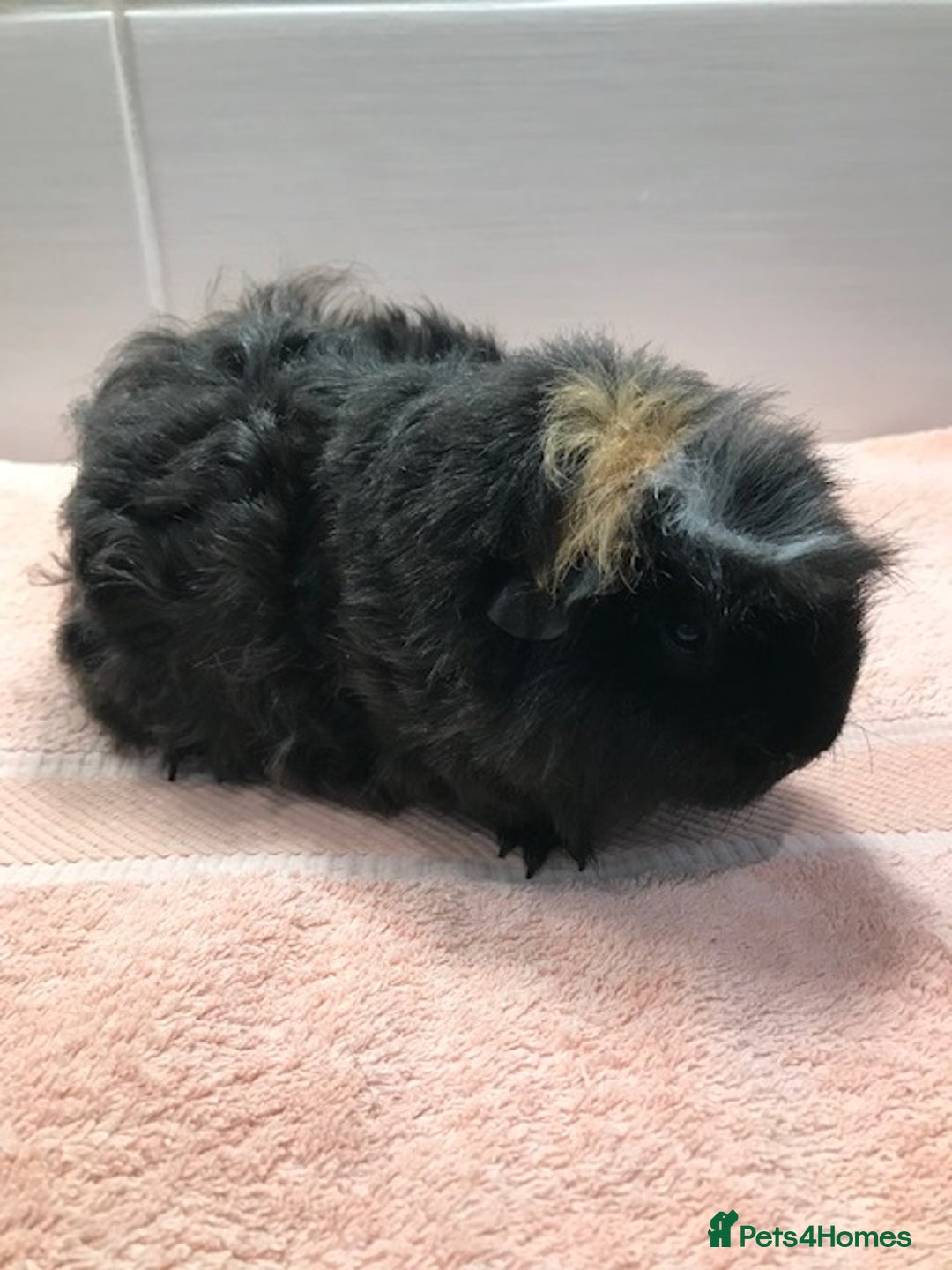 Guinea Pig rodents for sale: Beautiful Pigs - Boars, Sows, Pairs and Single - Advert 2