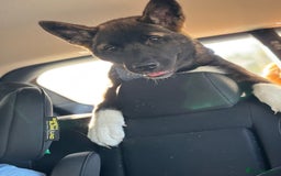 Akita dogs for sale: Stunning 5 months old Akita - Image 2