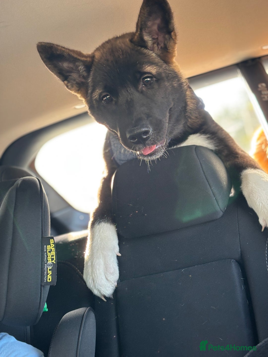 Akita dogs for sale: Stunning 5 months old Akita - Image 2