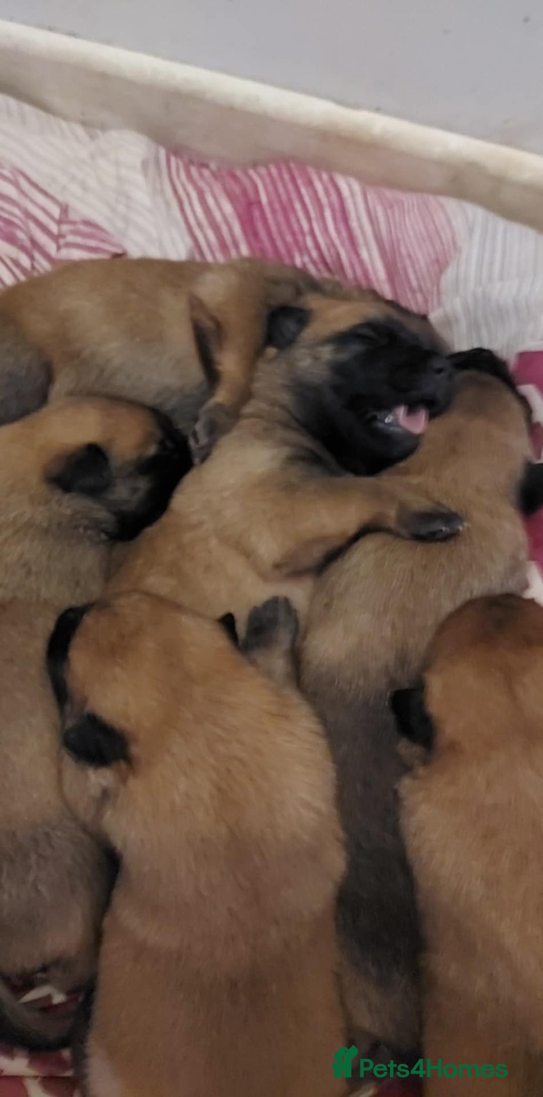 Belgian Shepherd Dog dogs for sale: Xl Belgium malinois pups dad kc regged  - Image 7