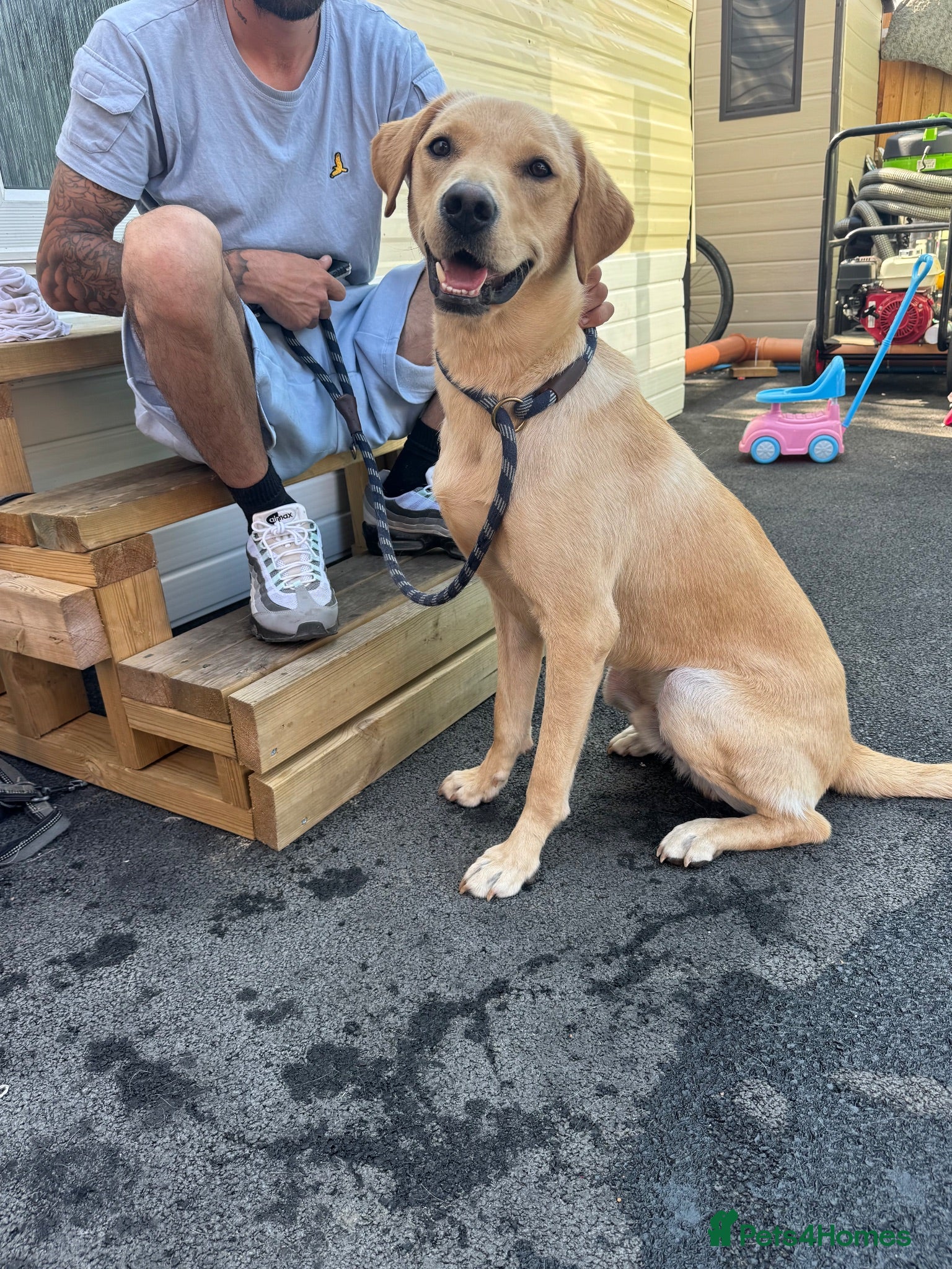 Labrador Retriever dogs 21 month old male lab - Advert 11