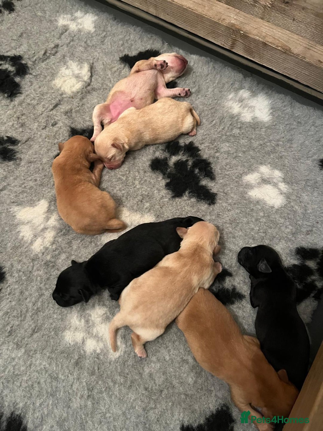 Labrador Retriever dogs for sale: Labrador Puppies - Advert 15