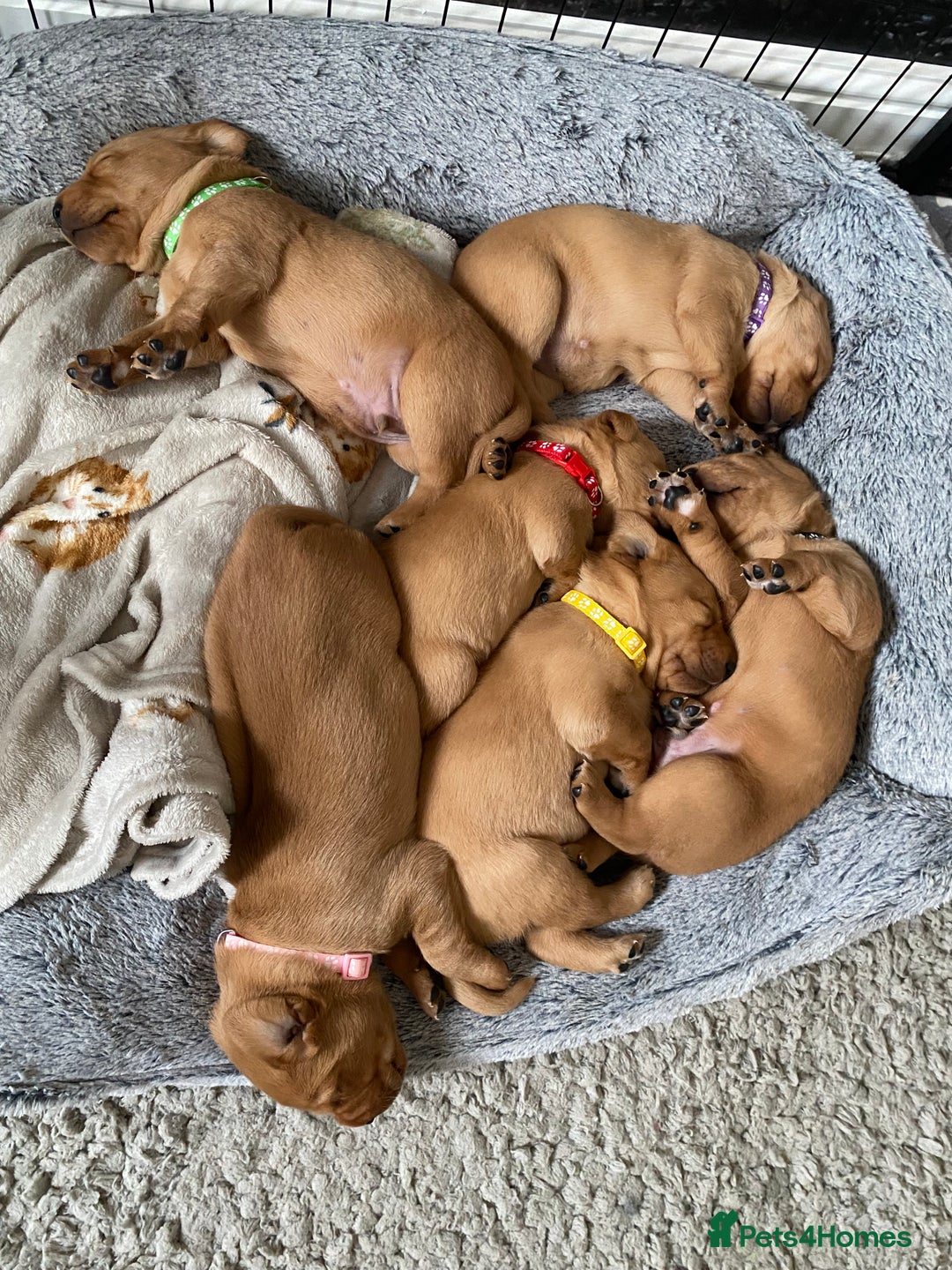 Labrador Retriever dogs for sale: Beautiful Fox Red Labrador KC Reg Puppies  - Advert 4