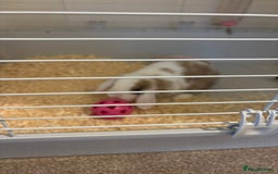 Mini Lop rabbits for sale: Mini Lop Bunny - Image 3