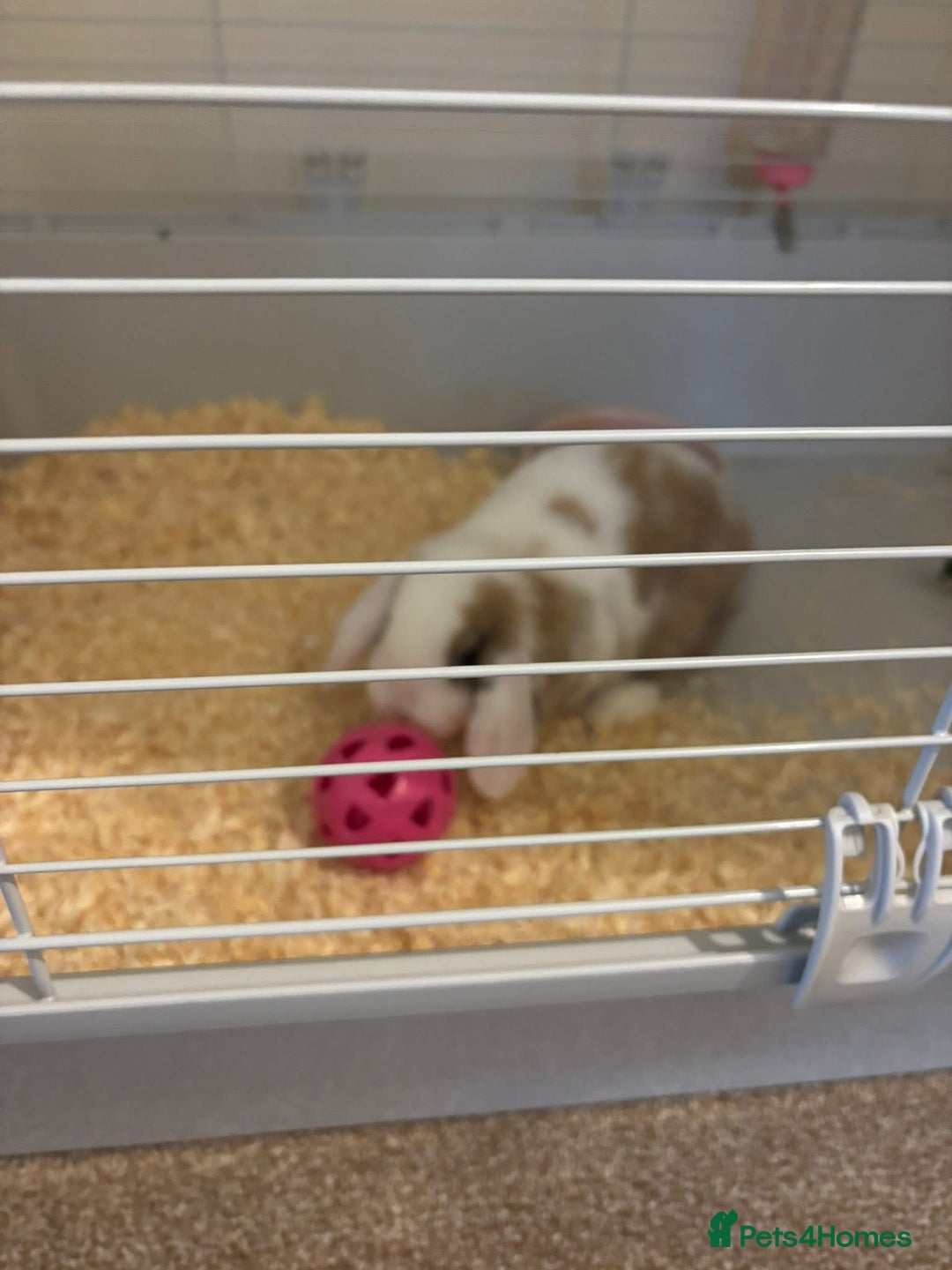 Mini Lop rabbits for sale: Mini Lop Bunny - Image 3