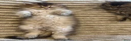 British Longhair cats for sale: GCCF reg Golden British Longhair/Shorthair Kittens - Advert 6