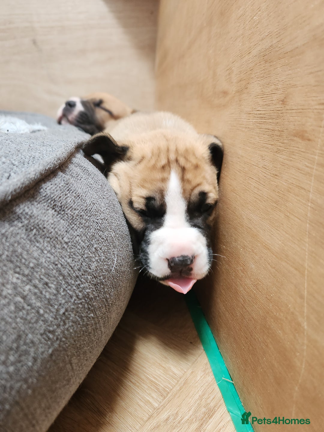 American Bull Staffy dogs for sale: American Staffordshire Bull Terriers - Image 7