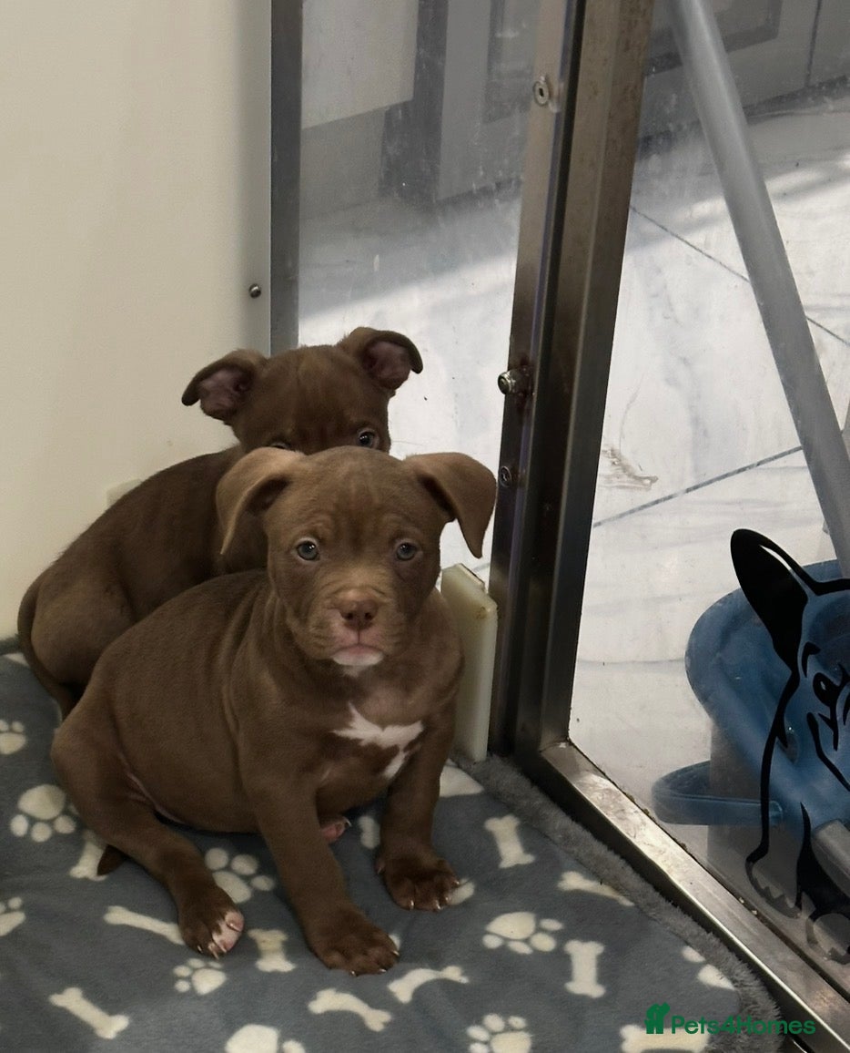 American Bully dogs Last 2 ABKC POCKET BULLYS IMPORT BLOODLINES - Advert 8