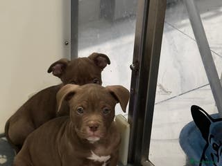American Bully dogs Last 2 ABKC POCKET BULLYS IMPORT BLOODLINES - Advert 8