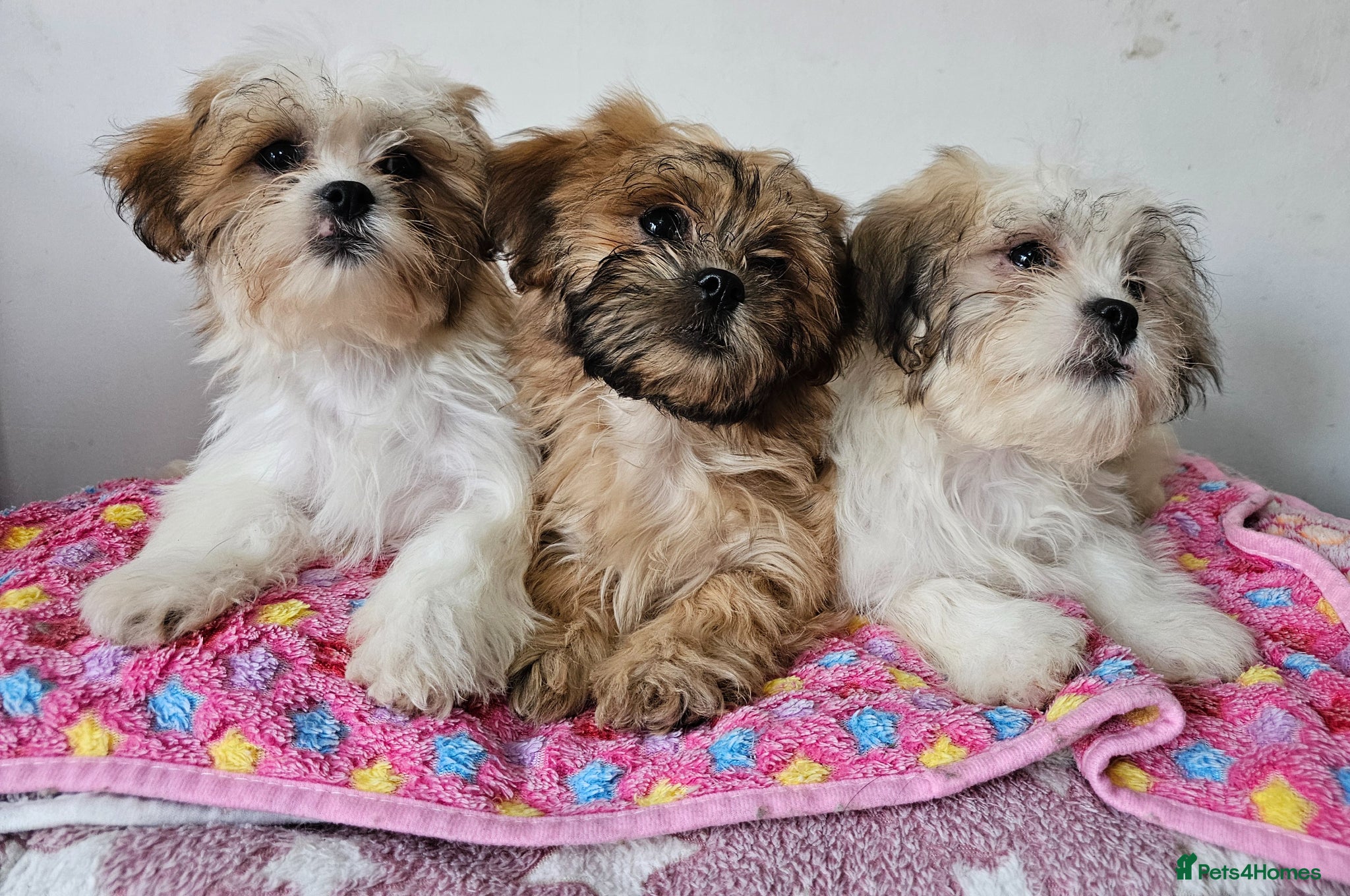 Zuchon dogs Zuchon F1 puppies - Advert 14