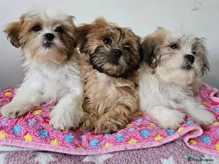 Zuchon dogs Zuchon F1 puppies - Advert 14