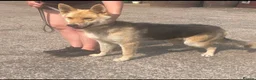 German Shepherd dogs for sale: German Shepherd  in Kilmarnock - Advert 1