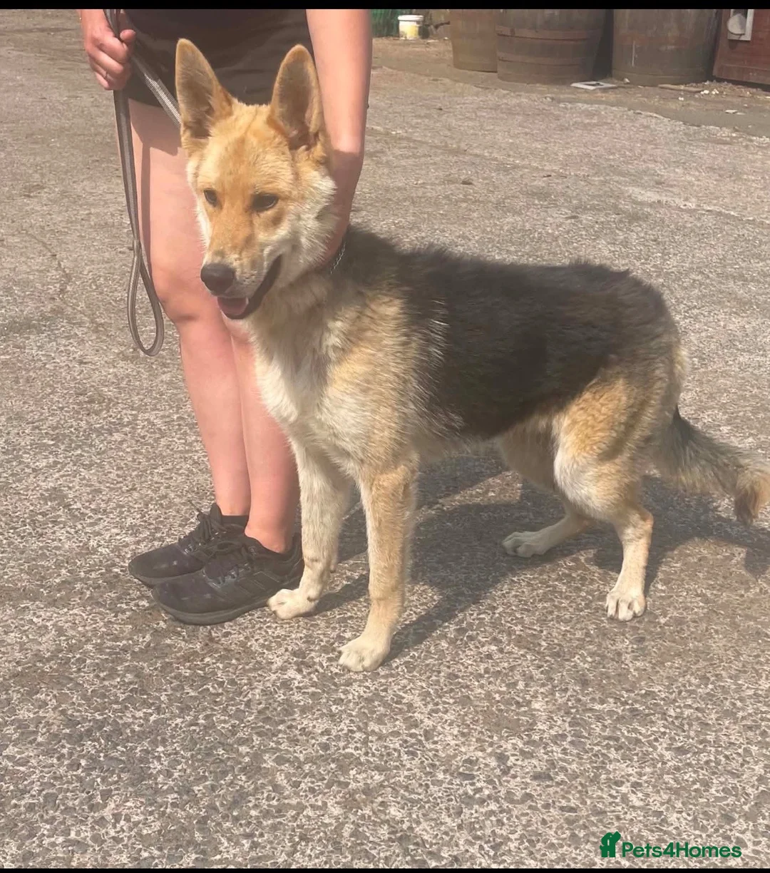 German Shepherd dogs for sale: German Shepherd  in Kilmarnock - Advert 1