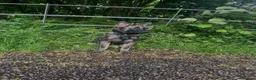 Belgian Shepherd Dog dogs for sale: 5 month old Belgian malinous male - Advert 1