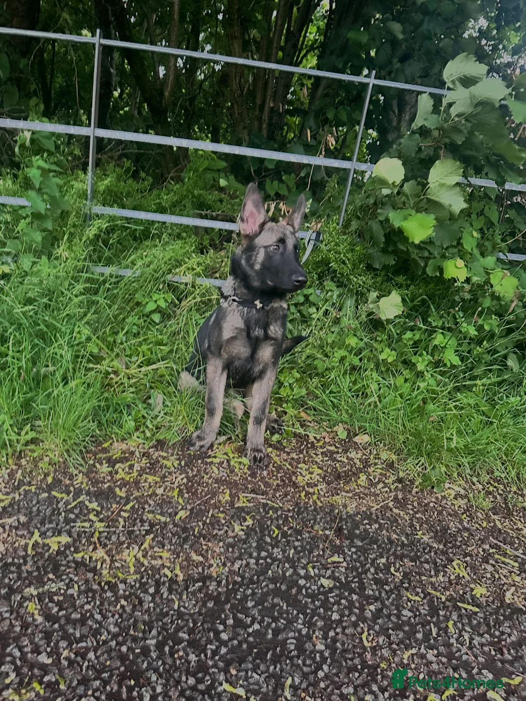 Belgian Shepherd Dog dogs for sale: 5 month old Belgian malinous male - Advert 1