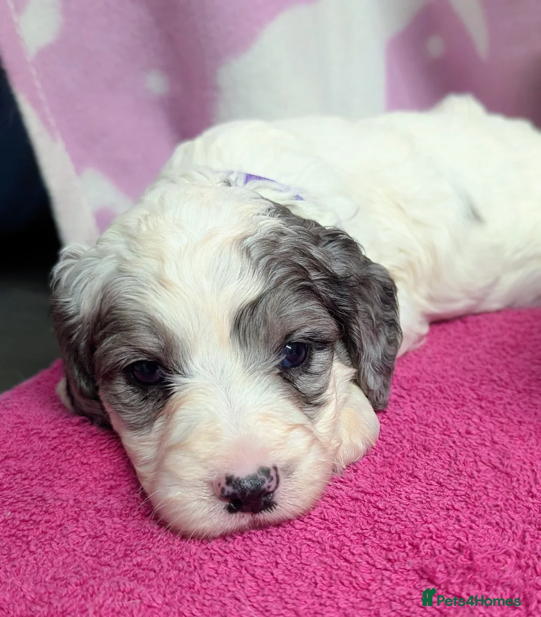 Cockapoo dogs for sale: Merle and Parti fully DNA health tested cockapoos  - Advert 10