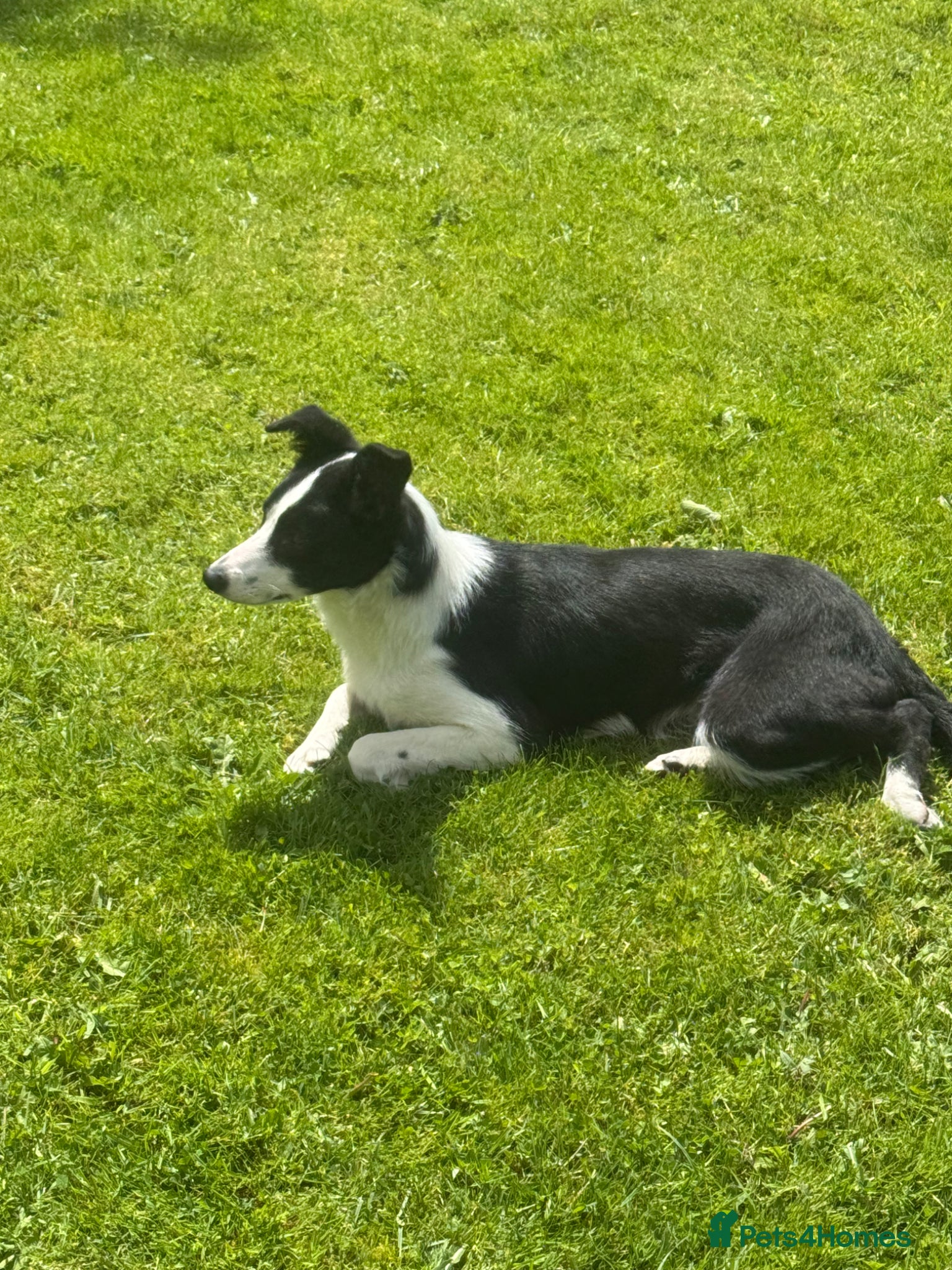 Border Collie dogs 8 month old ISDS border collie  - Advert 2