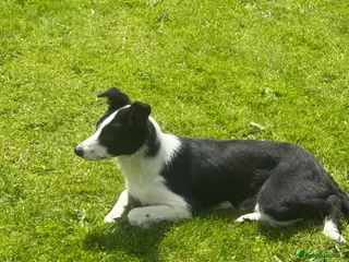 Border Collie dogs 8 month old ISDS border collie - Advert 2