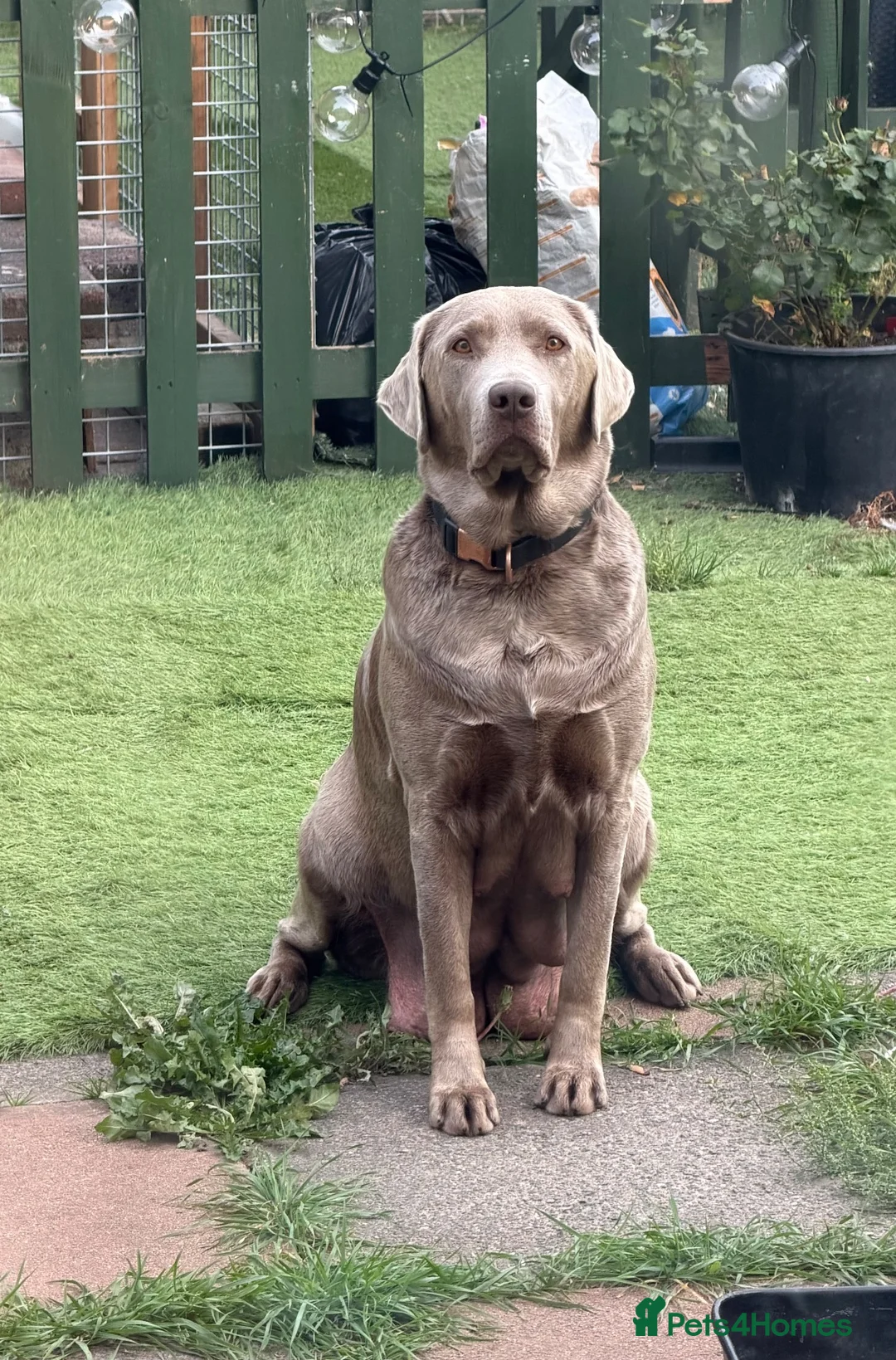 Labrador Retriever dogs for sale: Beautiful chocolate Labrador puppies  - Advert 2