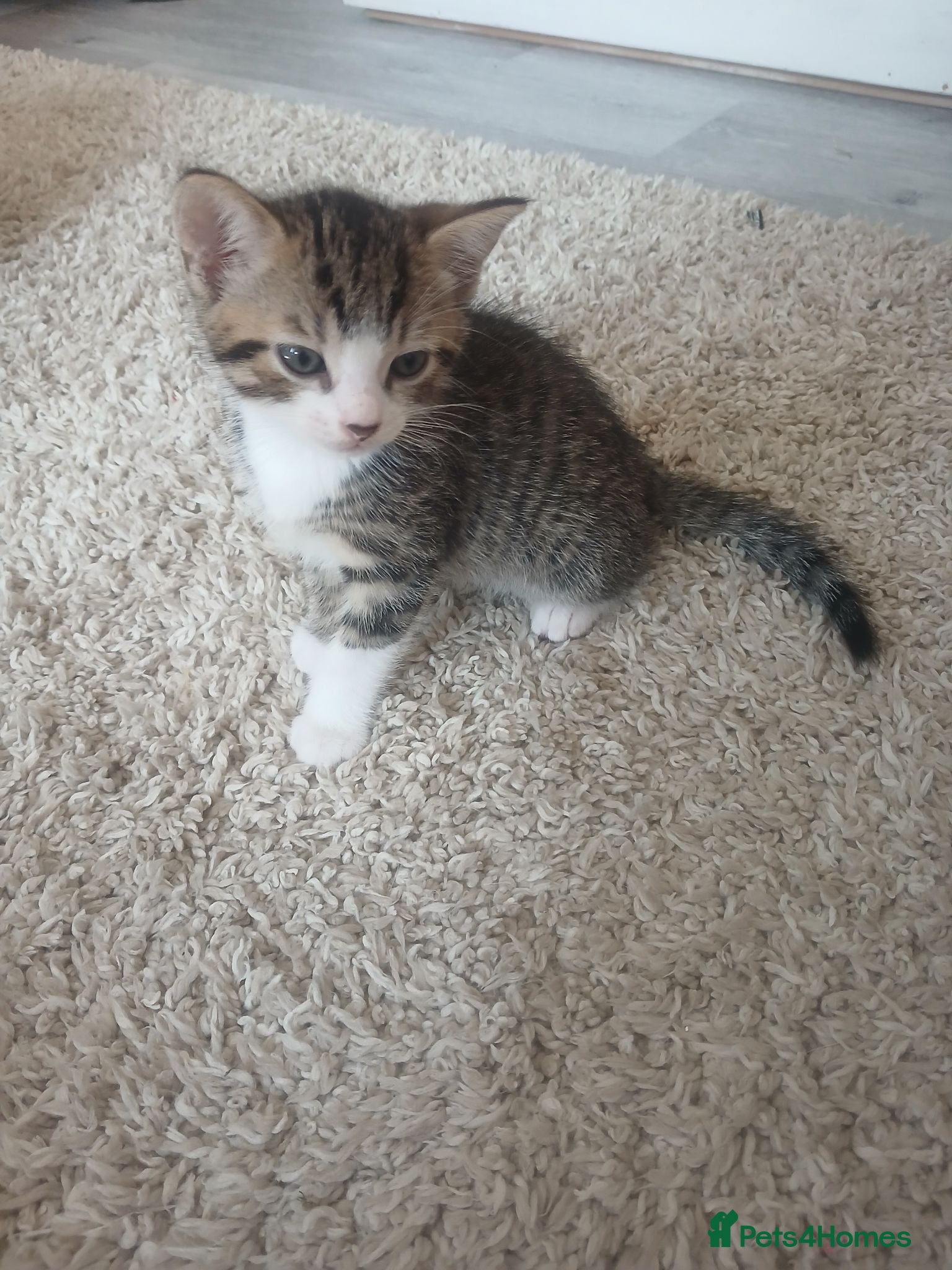Mixed Breed cats Male kitten  - Advert 6