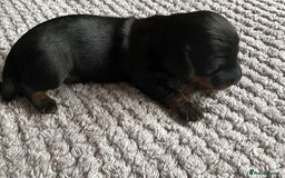 Miniature Dachshund dogs for sale: Stunning litter of 4 KC Reg puppies  - Image 2