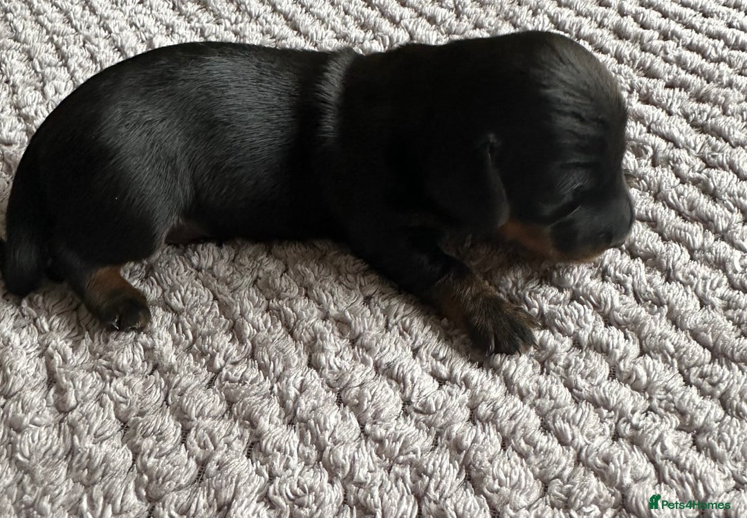 Miniature Dachshund dogs for sale: Stunning litter of 4 KC Reg puppies  - Image 2