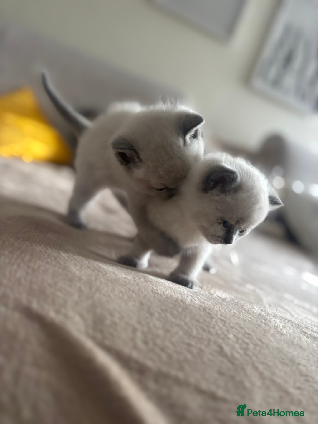 Ragdoll cats for sale: Ragdool x British Short hair - Image 3