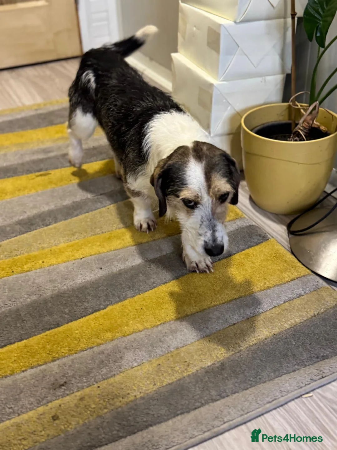 Mixed Breed dogs for adoption: Sweet Rami is looking for LOVE - Advert 28