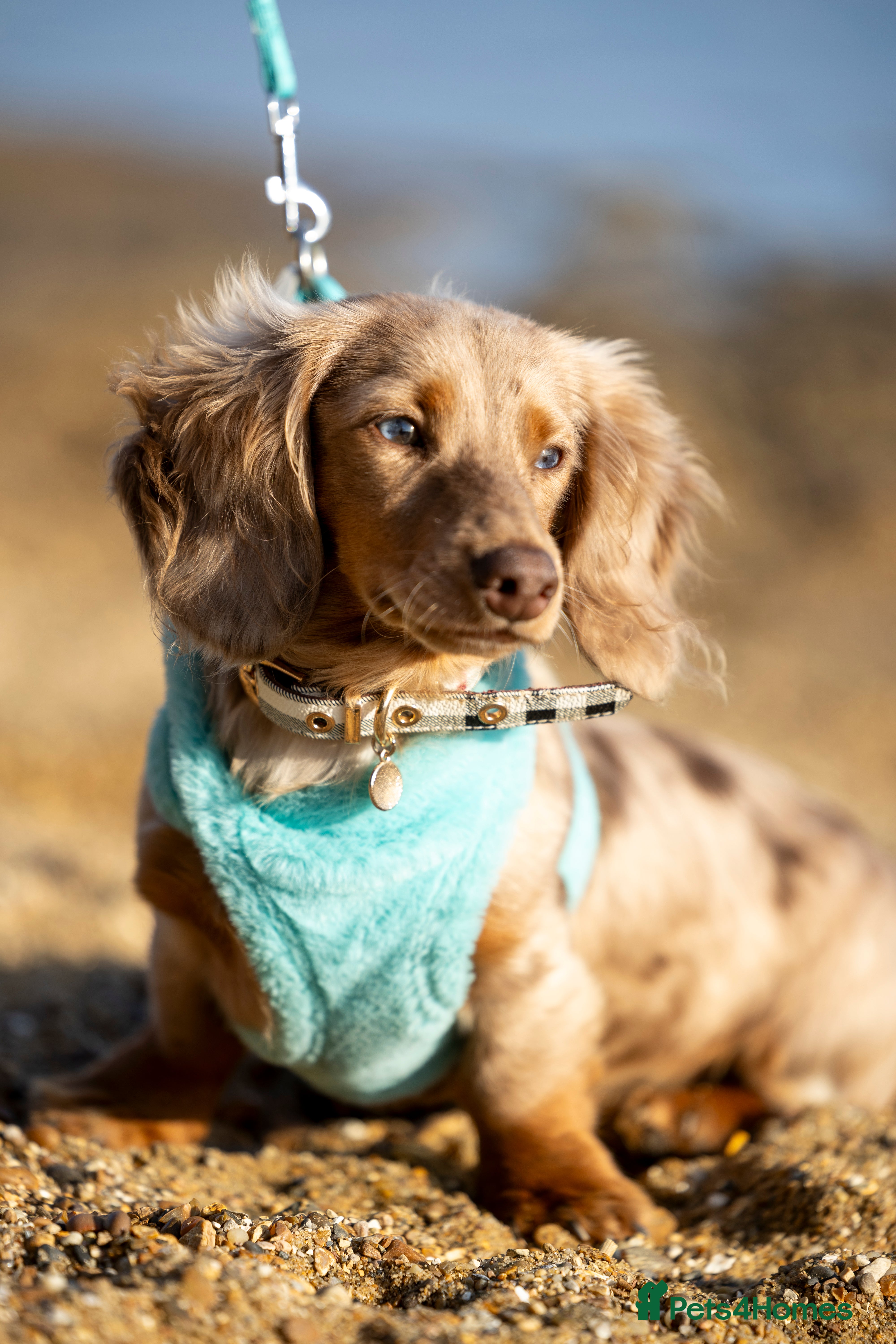 Miniature Dachshund dogs Chocolate Dapple mini dachshund stud  - Advert 4