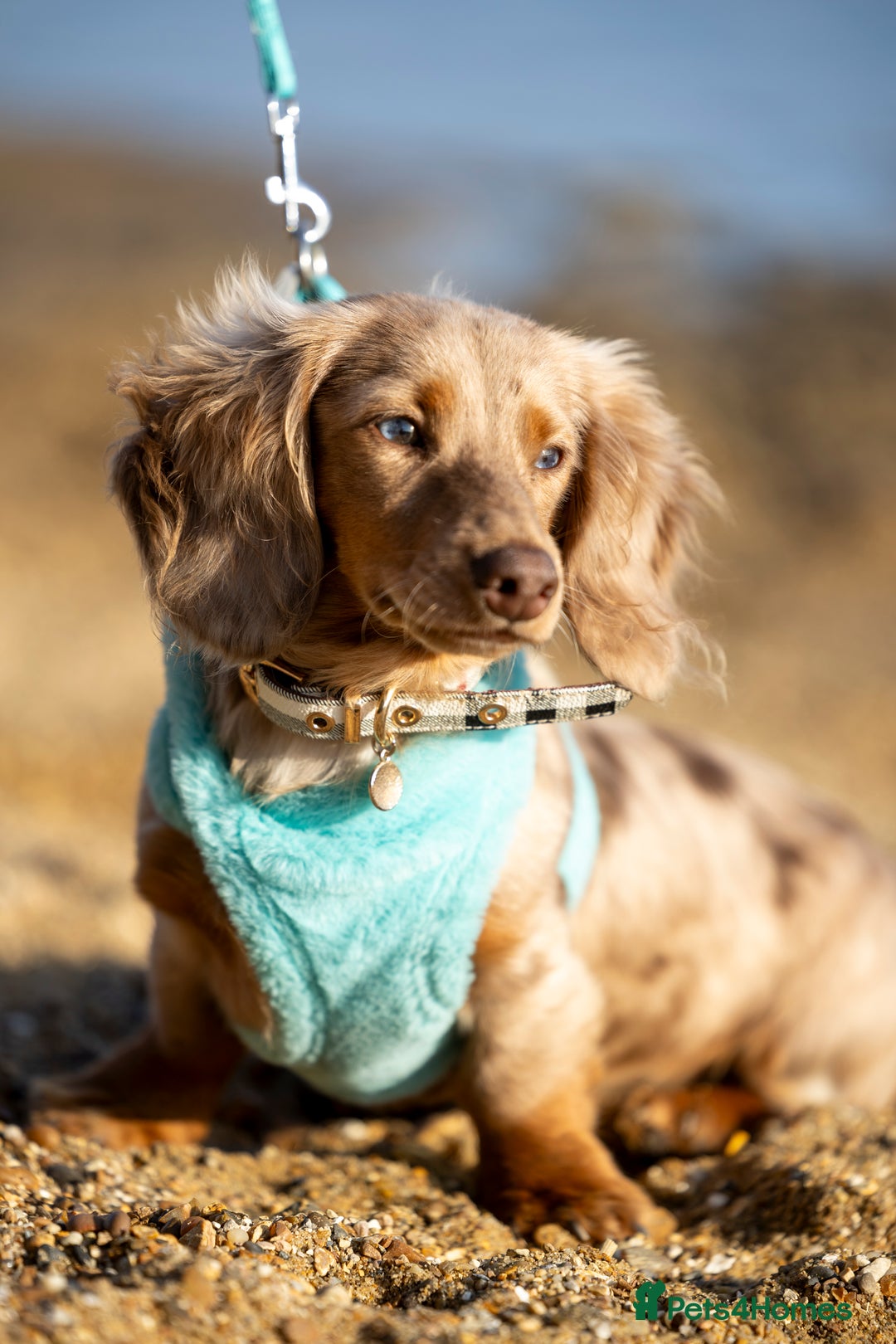 Miniature Dachshund dogs for stud: Chocolate Dapple mini dachshund stud  - Advert 4