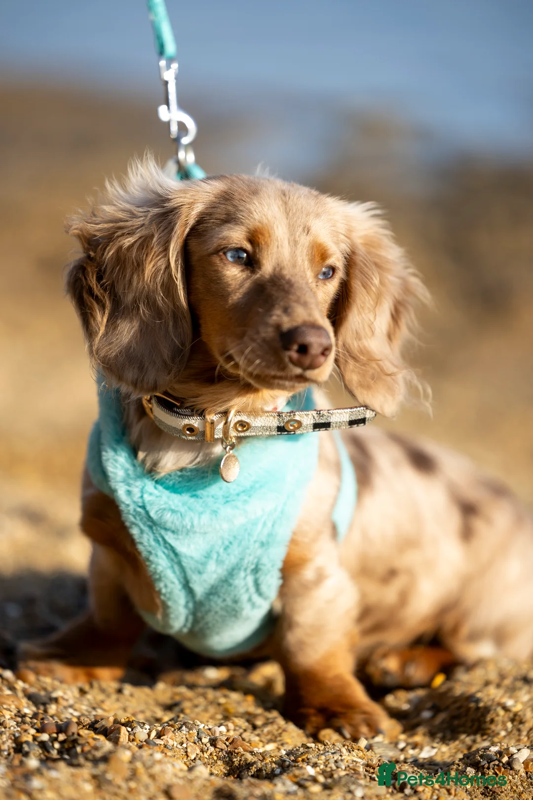 Miniature Dachshund dogs for stud: Chocolate Dapple mini dachshund stud  - Advert 4