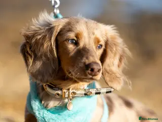 Miniature Dachshund dogs Chocolate Dapple mini dachshund stud - Advert 4