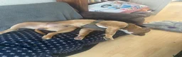 Mixed Breed dogs for sale: American bulldog cross with Staffordshire  - Advert 7