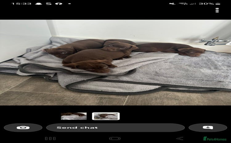 Patterdale Terrier dogs - Advert 4