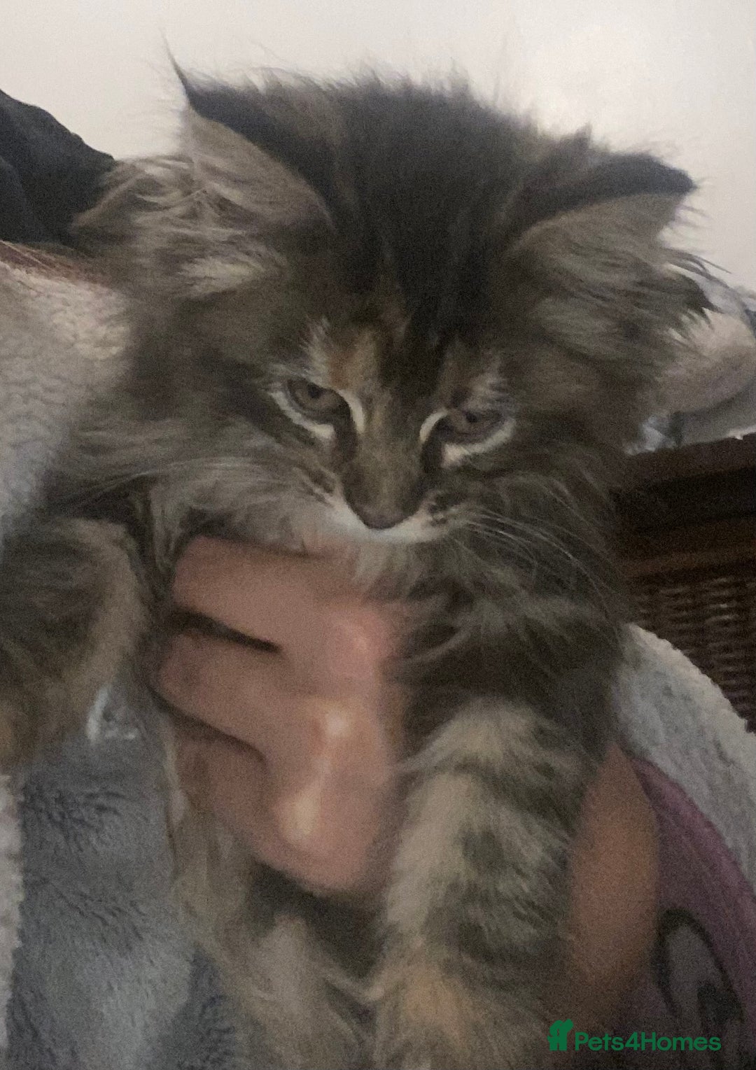 Maine Coon cats for sale: Ready 22.11.2025 - Advert 19