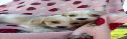 Cavapoo dogs for sale: Cavapoo puppies - Advert 8