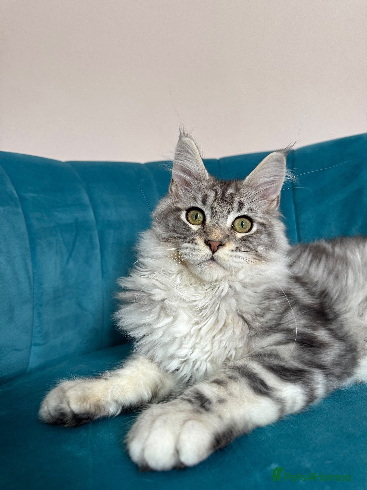 Maine Coon cats TICA Pedigree Registered Maine Coon Kittens - Advert 1