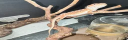 Leopard Gecko reptiles for sale: Available Rescue Looking for Their Forever Homes - Advert 2