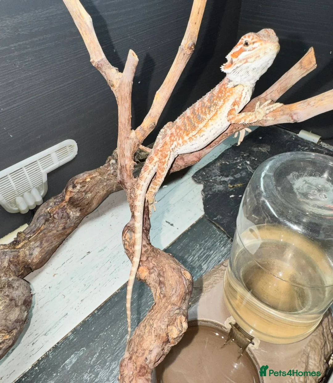 Leopard Gecko reptiles for sale: Available Rescue Looking for Their Forever Homes - Advert 2