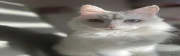 Turkish Angora cats for sale: White Turkish angora kitten LAST ONE - Advert 5