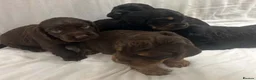 Cocker Spaniel dogs for sale: 🐾 GORGEOUS COCKER SPANIEL PUPPIES 🐾 - Advert 16