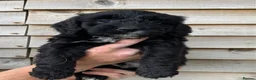 Cockapoo dogs for sale: F1 Cockapoo puppies  in Carnforth - Advert 6