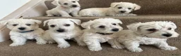 Westiepoo dogs for sale: Beautiful Westiepoo pups - Advert 4